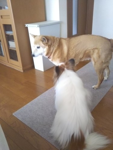 f:id:monachabimama:20190402075729j:plain