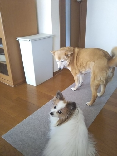 f:id:monachabimama:20190402075755j:plain
