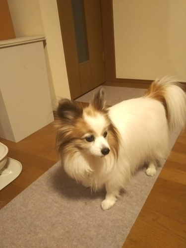 f:id:monachabimama:20190403100230j:plain
