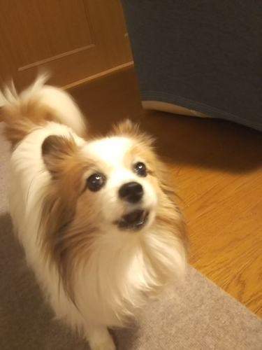 f:id:monachabimama:20190403100340j:plain