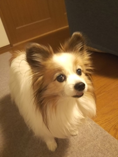 f:id:monachabimama:20190403100406j:plain