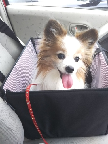 f:id:monachabimama:20190404204603j:plain