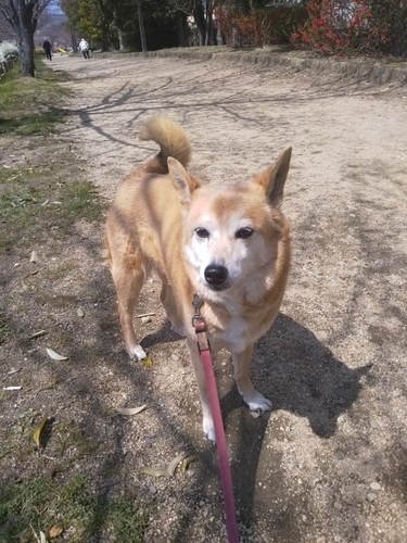 f:id:monachabimama:20190404204644j:plain