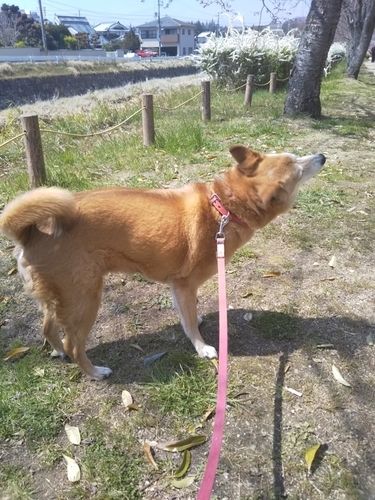 f:id:monachabimama:20190404204713j:plain
