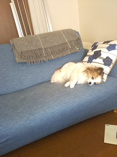 f:id:monachabimama:20190405203323j:plain