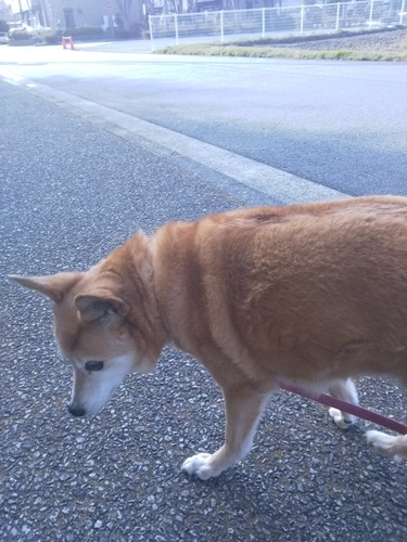 f:id:monachabimama:20190410165142j:plain