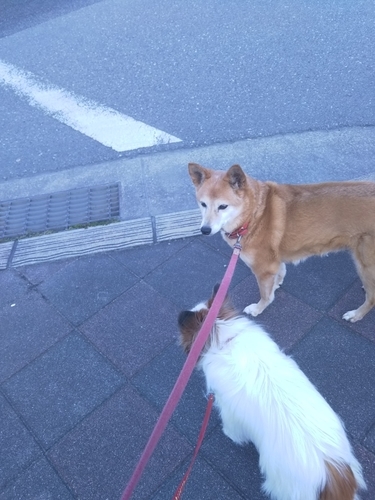 f:id:monachabimama:20190410165224j:plain