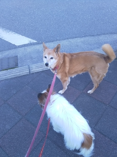 f:id:monachabimama:20190410165244j:plain