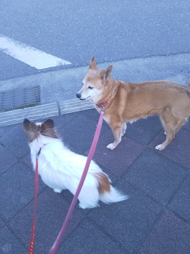 f:id:monachabimama:20190410165307j:plain