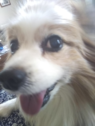 f:id:monachabimama:20190410165328j:plain