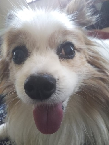 f:id:monachabimama:20190410165346j:plain