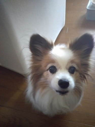 f:id:monachabimama:20190410165501j:plain