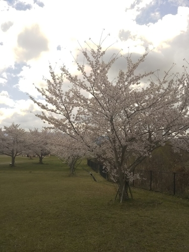 f:id:monachabimama:20190411115918j:plain