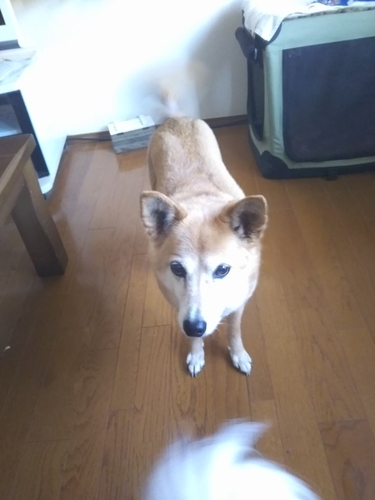 f:id:monachabimama:20190412170159j:plain