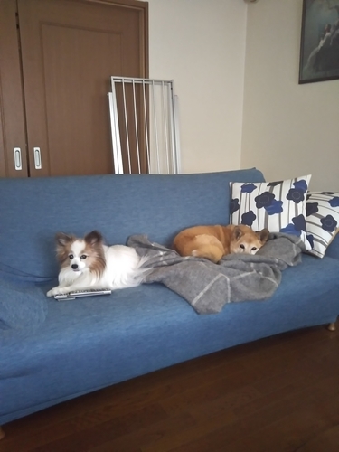 f:id:monachabimama:20190412170224j:plain