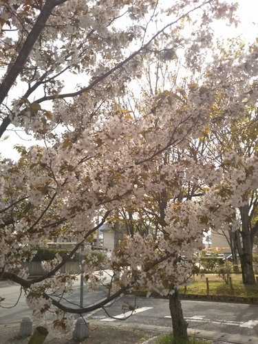 f:id:monachabimama:20190415125352j:plain