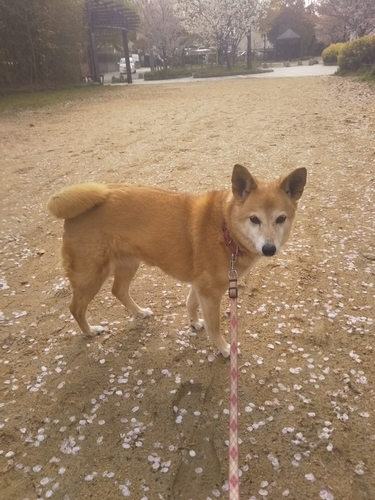 f:id:monachabimama:20190415125516j:plain