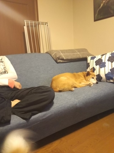 f:id:monachabimama:20190415125714j:plain