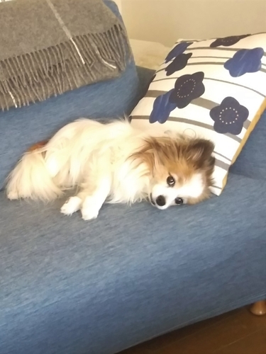 f:id:monachabimama:20190417135708j:plain