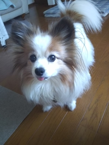 f:id:monachabimama:20190418092824j:plain