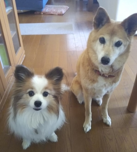 f:id:monachabimama:20190420123956j:plain