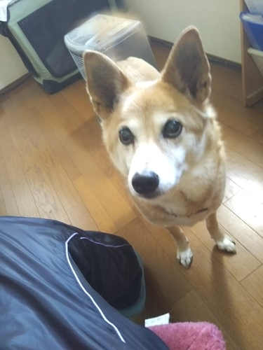 f:id:monachabimama:20190420124022j:plain