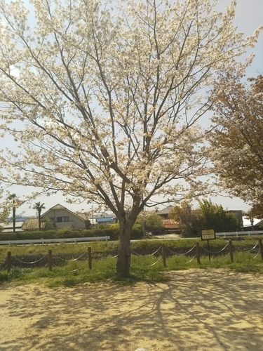 f:id:monachabimama:20190422195426j:plain