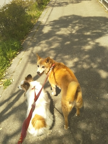 f:id:monachabimama:20190423162413j:plain f:id:monachabimama:20190423162413j:plain