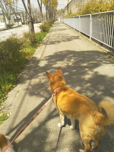 f:id:monachabimama:20190423162435j:plain f:id:monachabimama:20190423162435j:plain