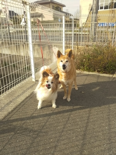 f:id:monachabimama:20190423162529j:plain f:id:monachabimama:20190423162529j:plain