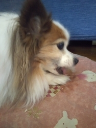 f:id:monachabimama:20190425134734j:plain f:id:monachabimama:20190425134734j:plain