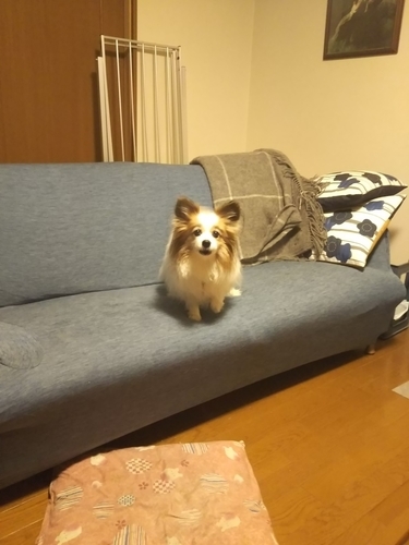 f:id:monachabimama:20190425135451j:plain