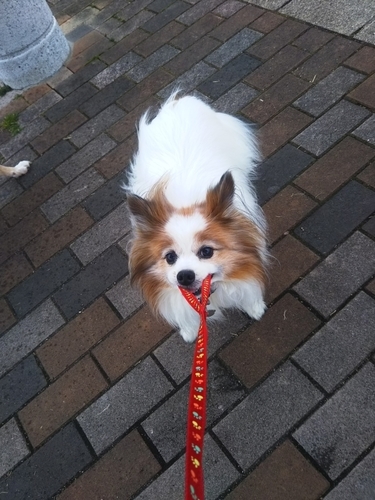 f:id:monachabimama:20190426203317j:plain