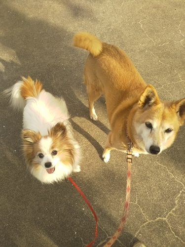 f:id:monachabimama:20190427162204j:plain