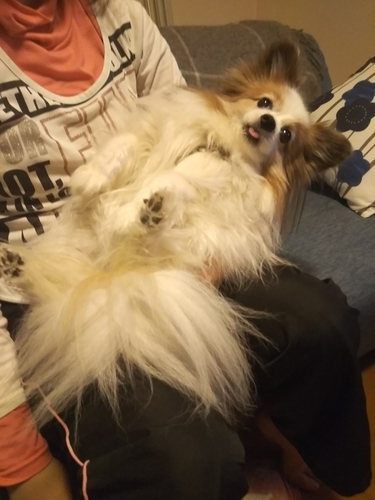 f:id:monachabimama:20190428140449j:plain f:id:monachabimama:20190428140449j:plain