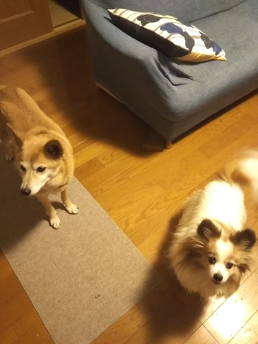 f:id:monachabimama:20190429204028j:plain
