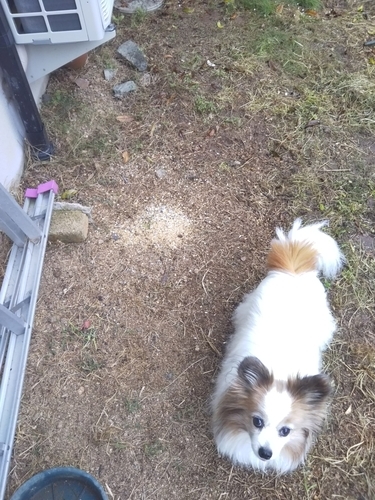 f:id:monachabimama:20190501132344j:plain f:id:monachabimama:20190501132344j:plain