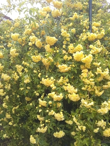 f:id:monachabimama:20190501132407j:plain