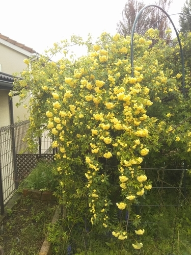 f:id:monachabimama:20190501132440j:plain