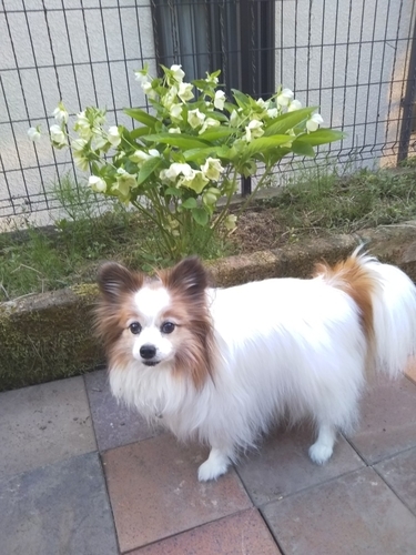f:id:monachabimama:20190503182109j:plain