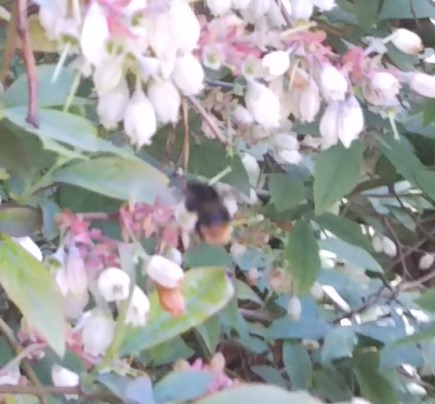 f:id:monachabimama:20190504202156j:plain