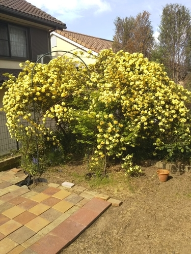 f:id:monachabimama:20190508084652j:plain