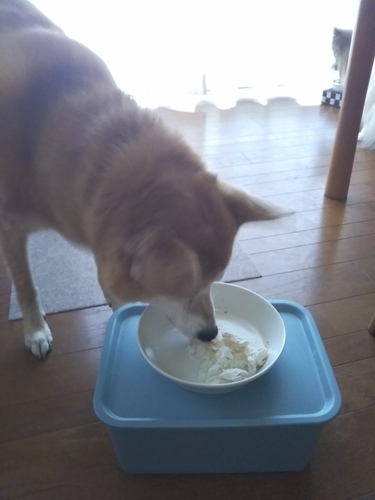 f:id:monachabimama:20190509172921j:plain f:id:monachabimama:20190509172921j:plain