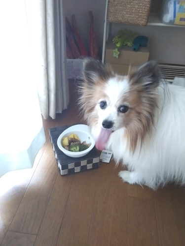f:id:monachabimama:20190509172947j:plain f:id:monachabimama:20190509172947j:plain