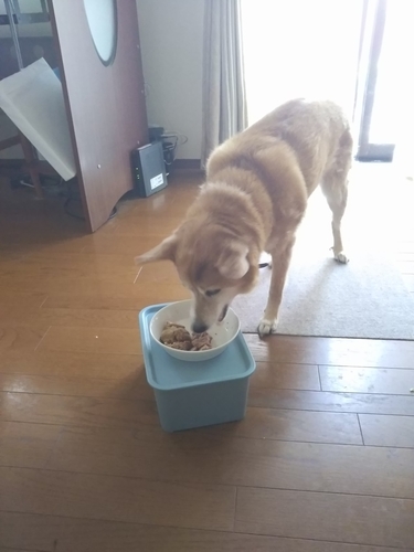 f:id:monachabimama:20190510175720j:plain f:id:monachabimama:20190510175720j:plain