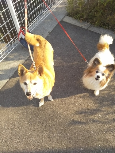 f:id:monachabimama:20190512175157j:plain f:id:monachabimama:20190512175157j:plain