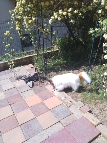 f:id:monachabimama:20190513213357j:plain f:id:monachabimama:20190513213357j:plain
