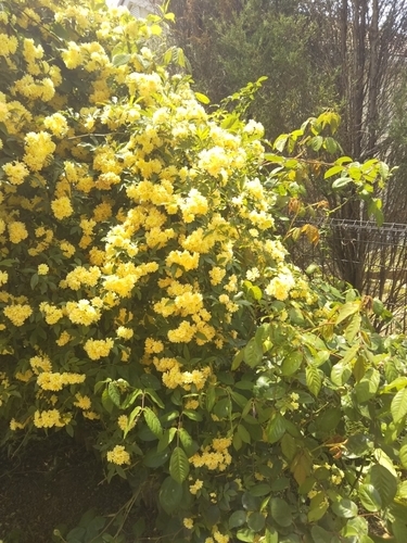 f:id:monachabimama:20190513213810j:plain f:id:monachabimama:20190513213810j:plain