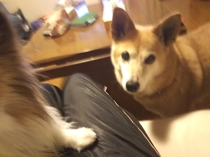 f:id:monachabimama:20190521163935j:plain f:id:monachabimama:20190521163935j:plain