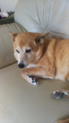 f:id:monachabimama:20190525212325j:plain f:id:monachabimama:20190525212325j:plain